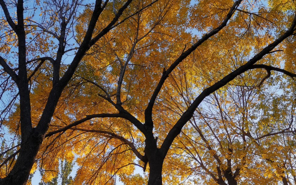 那些秋日美景,秋天的美是那么五颜六色,让我们一起欣赏这一份大自然