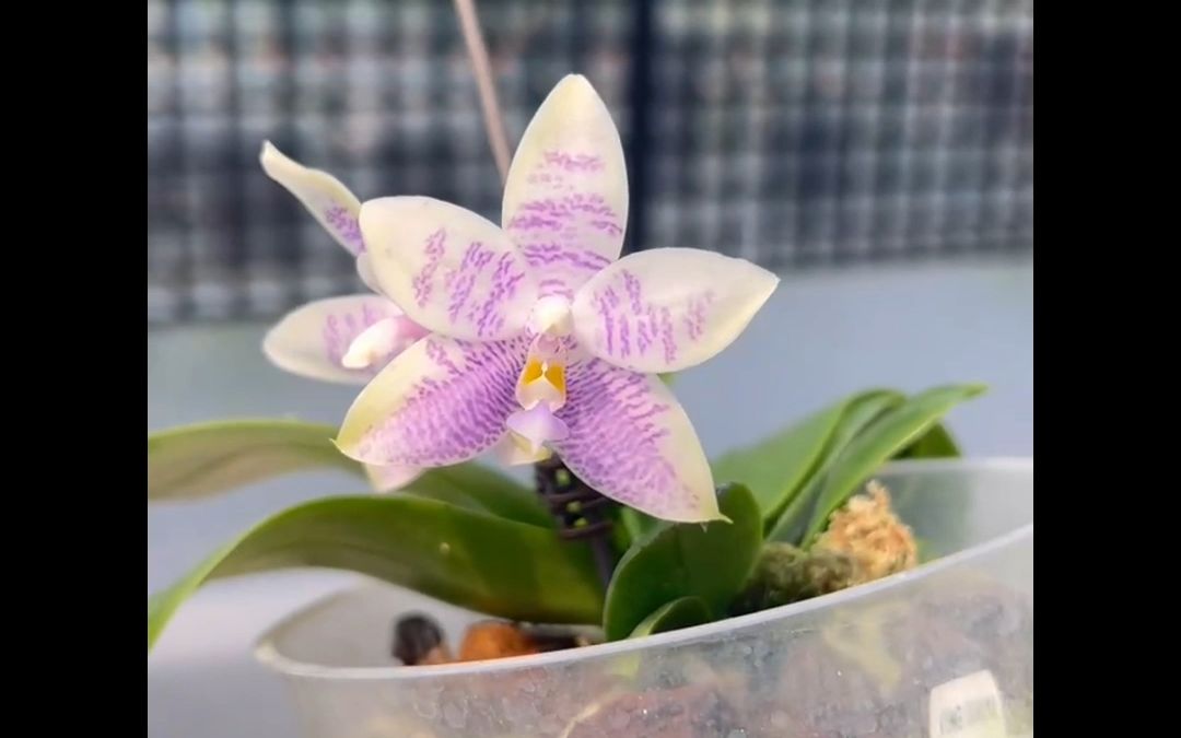 分享百种原生蝴蝶兰系列~宝藏级别