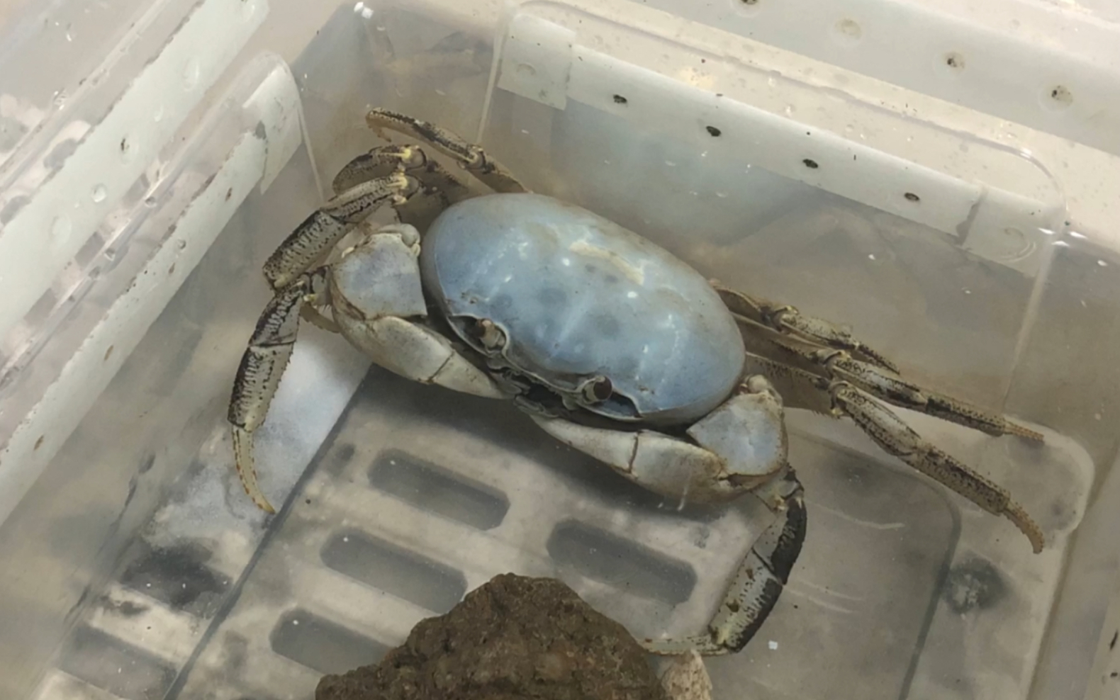 【天蓝图氏蟹】娃实在太脏了,刷干净换个环境吧(,,6107.