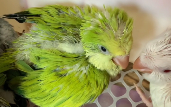 和尚鹦鹉>绿闪 银丝 好好看