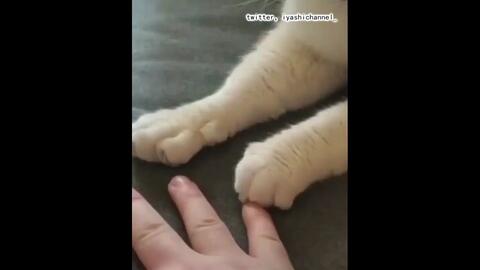 猫 肉球攻击 哔哩哔哩 Bilibili