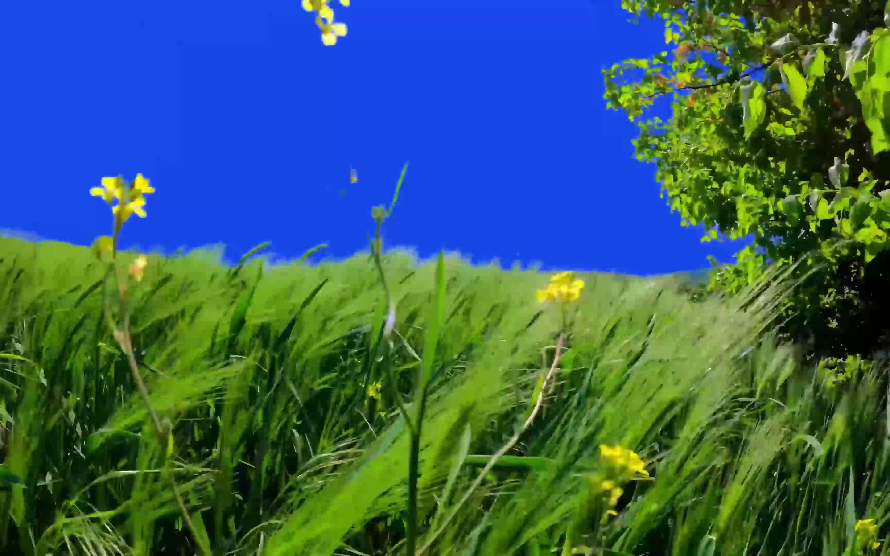 绿幕视频素材草地_哔哩哔哩_bilibili