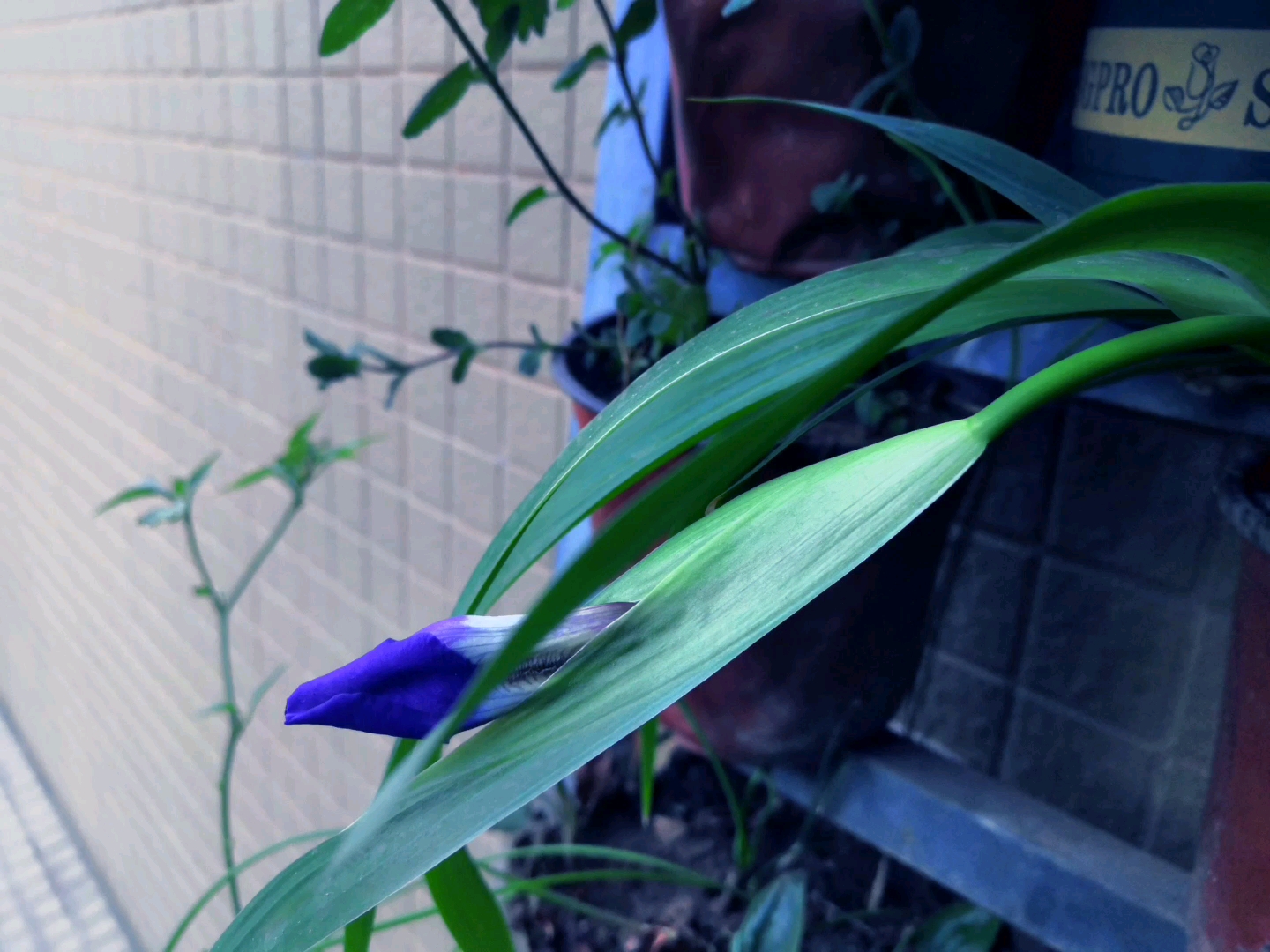 鸢尾花终于有花苞了
