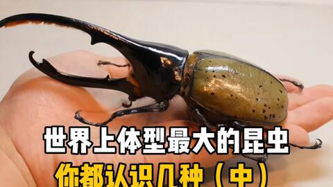 一つ買って一つ進呈 アフリカのエンマコガネ3 .Proagoderus