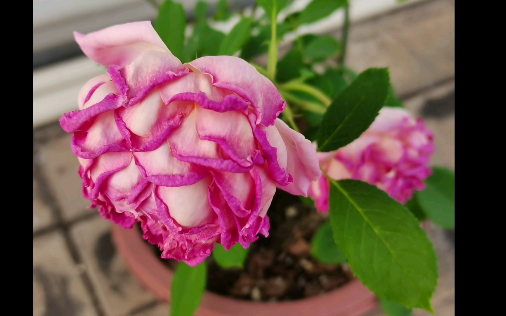 在枝头被晒焦了的月季银禧庆典(22年4月12-14日)