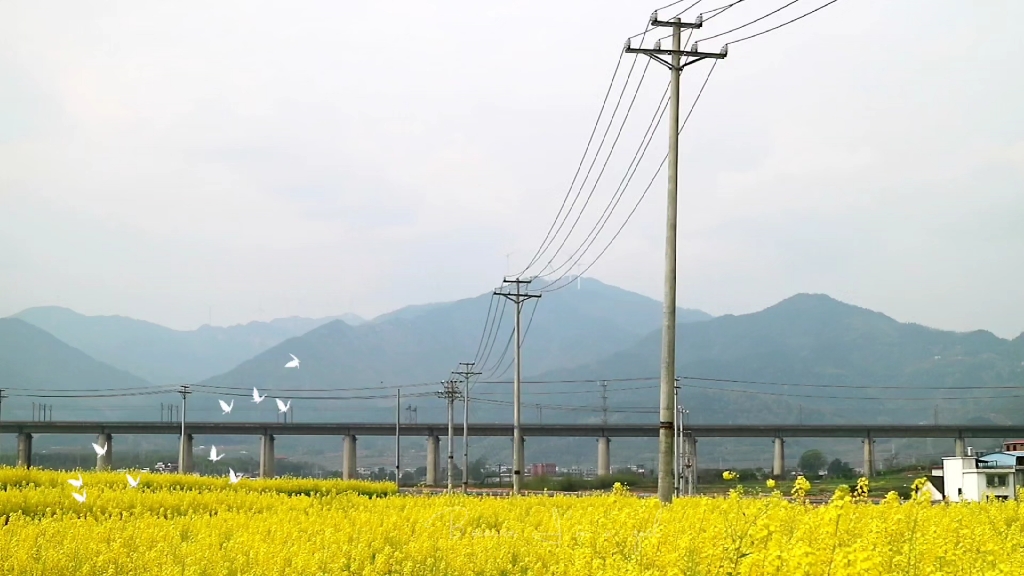 [图]#油菜花 途经一朵花的盛开，才懂得春天的浪漫。