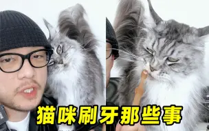 Tải video: 养缅因猫经验分享｜猫咪刷牙那些事，再粘人的小猫咪也有不愿意接受的事情