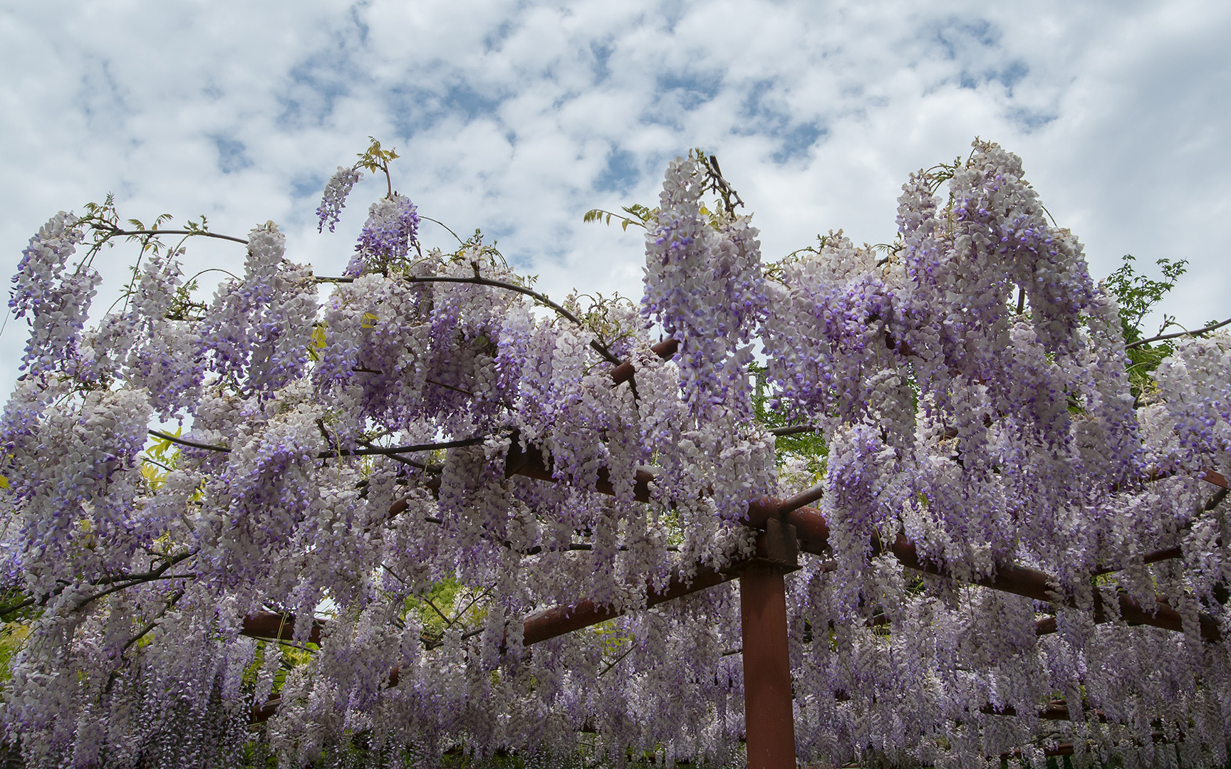 嘉定紫藤園20210420城適居雲賞花