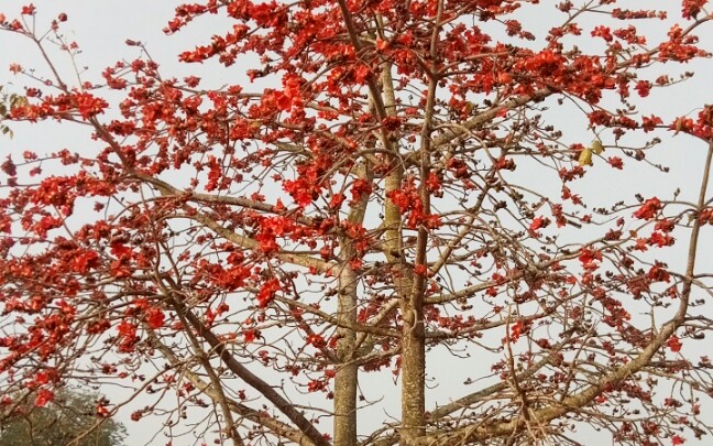 棉花树和村里的景色