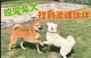 Tải video: 喜欢跟狗打架的柴犬大白社交第一课，找到灵魂伙伴，对同类容忍度直线上升。