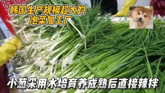 Download Video: 韩国辣拌小葱的源头产地，水培种植小葱把控品质，成熟后直接辣拌