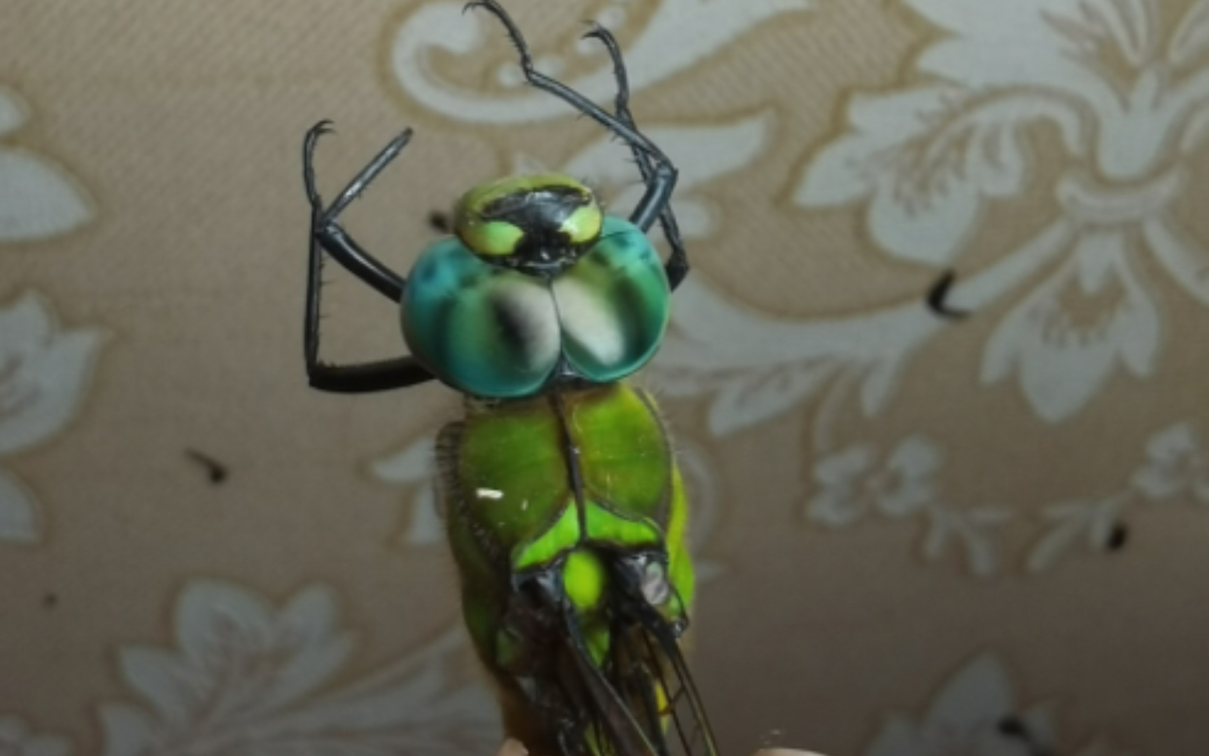 记录不同颜色的雄性黑纹伟蜓