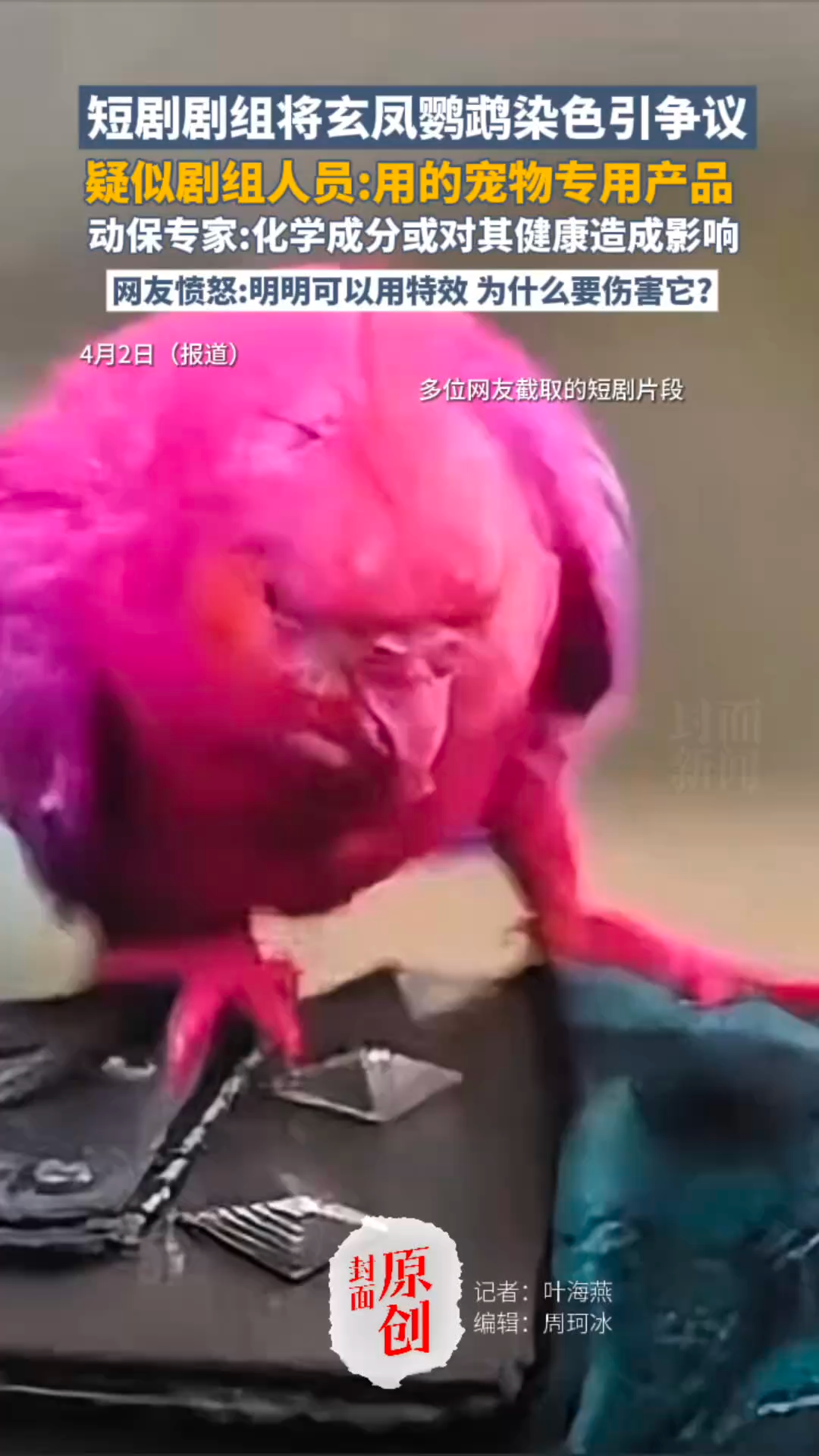 短剧剧组将玄凤鹦鹉染色引争议