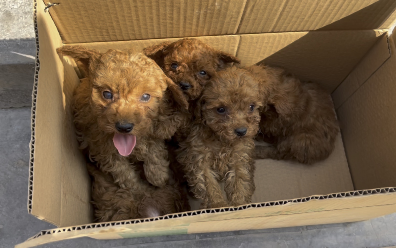 收了一窝红色泰迪五只有两只小飞耳