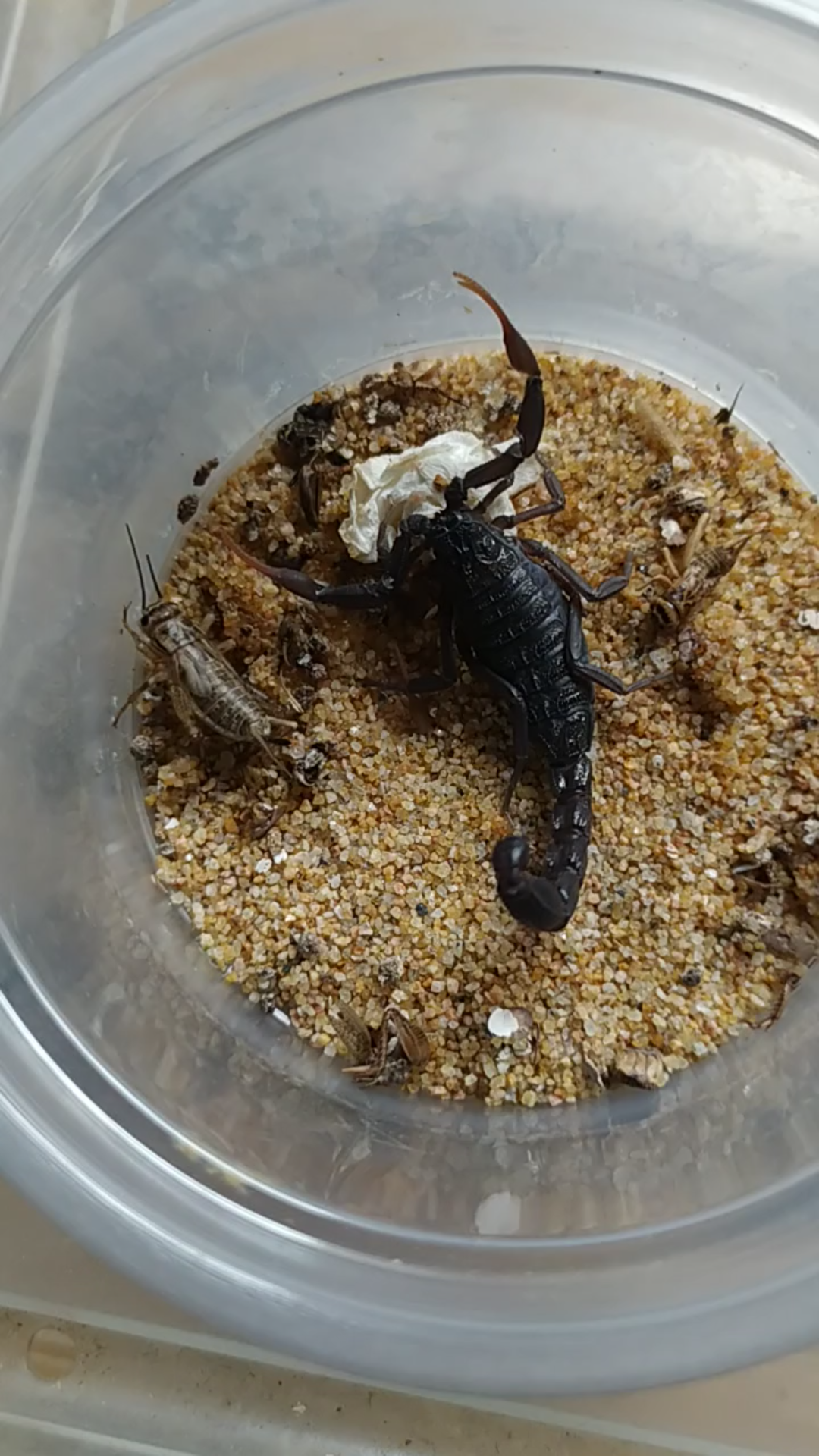 摩洛哥绒毛黑鳄背蝎