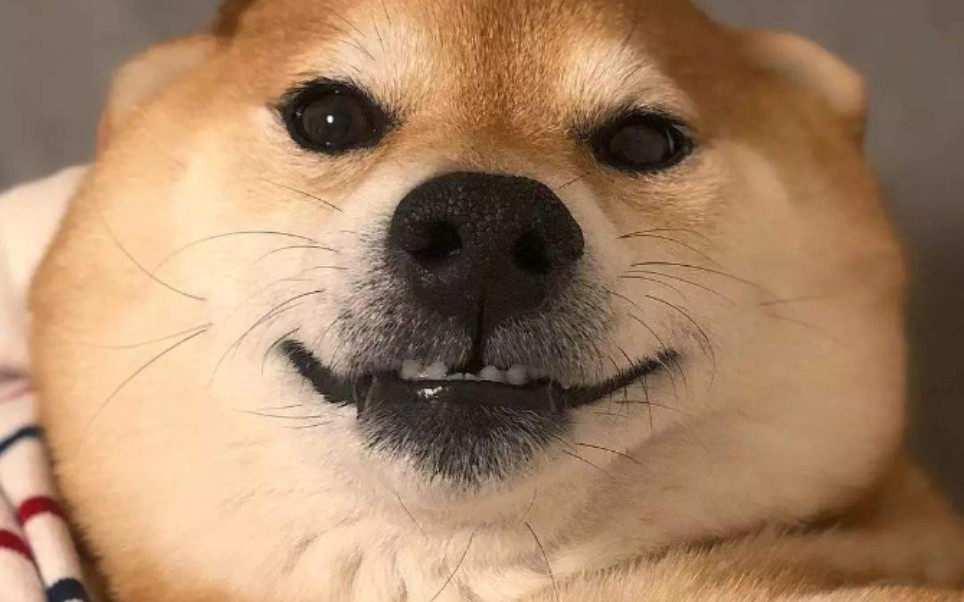 **恶犬,口吐芬芳