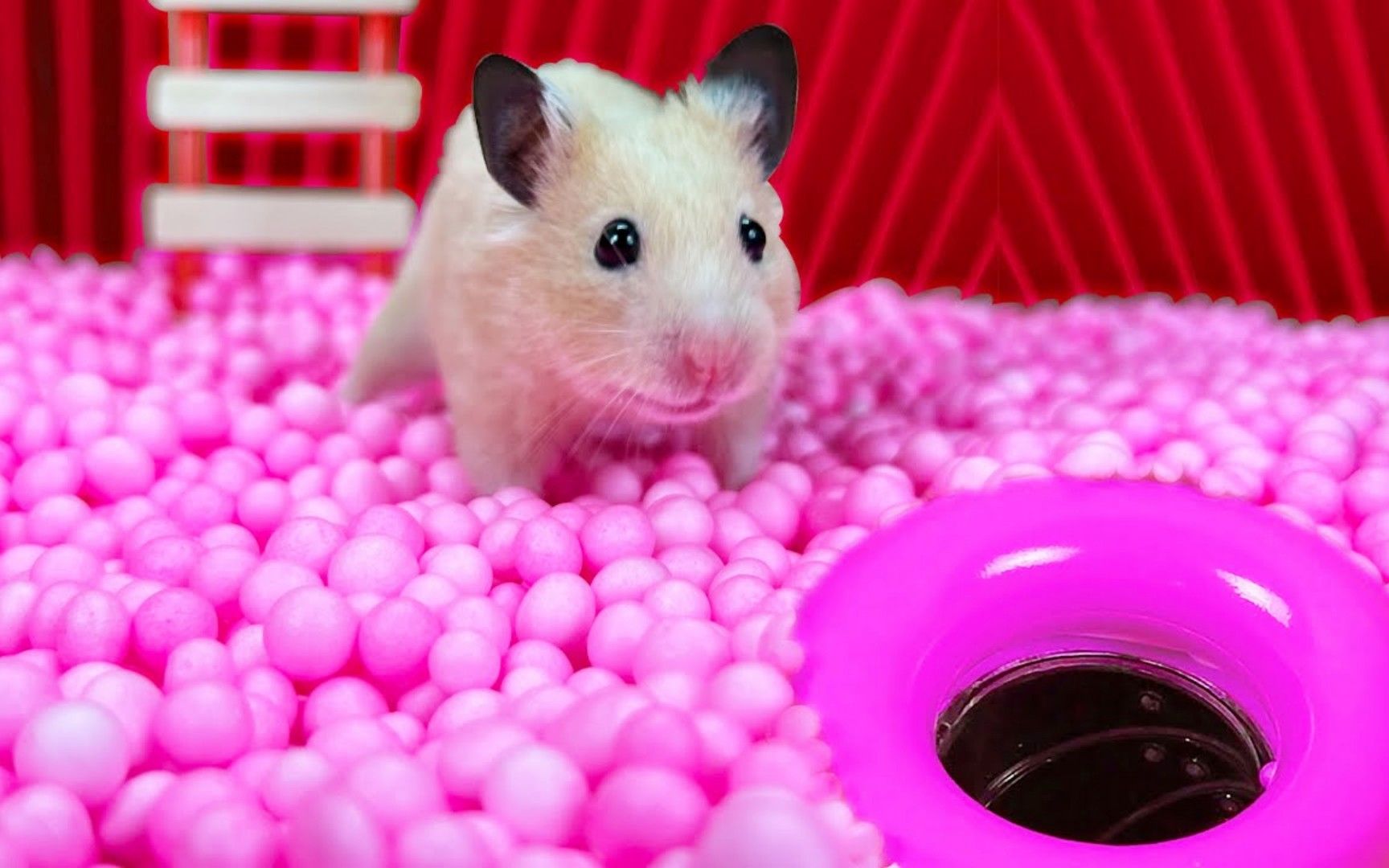 粉色仓鼠动画片图片