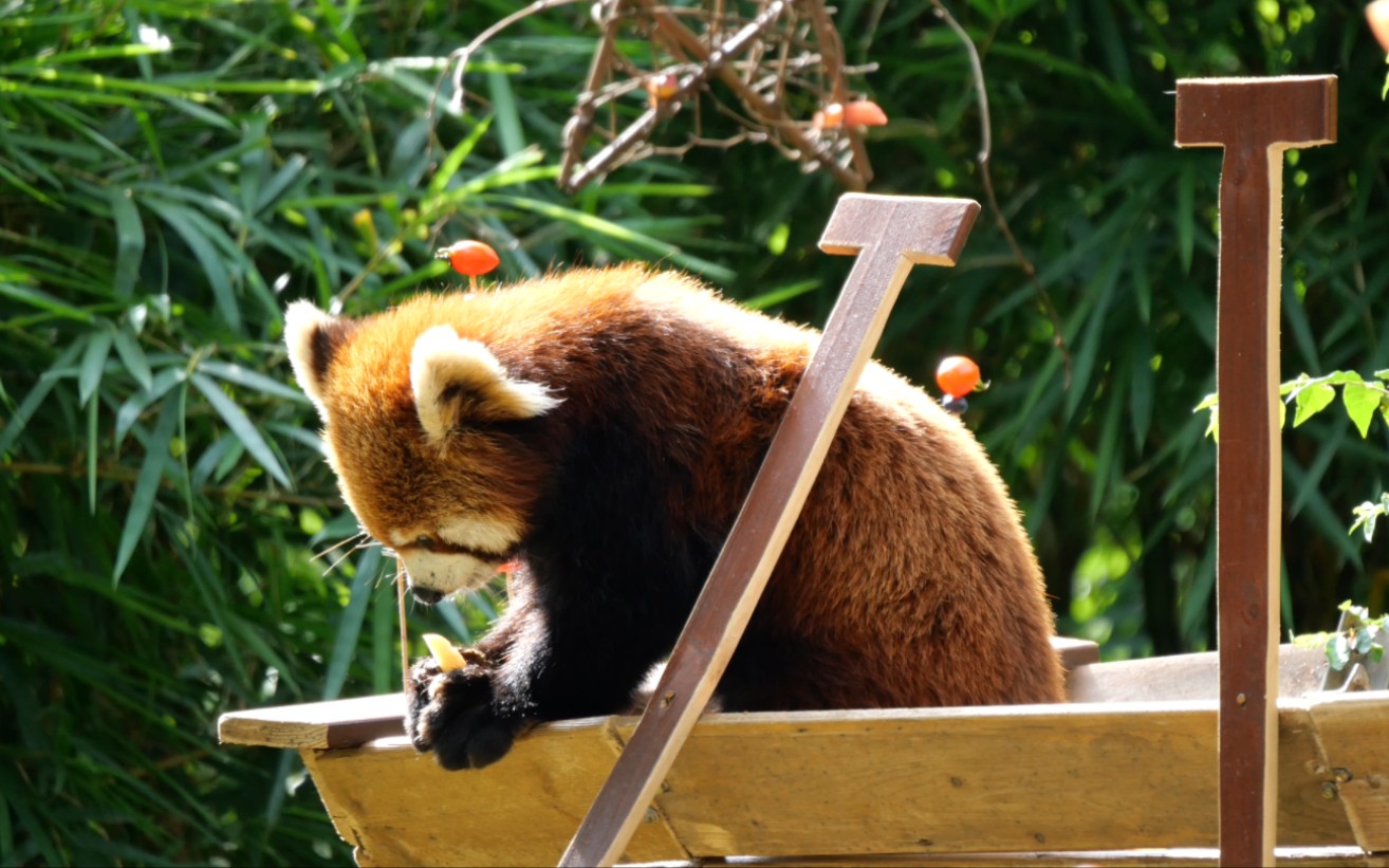 小熊猫丰容吃吃吃