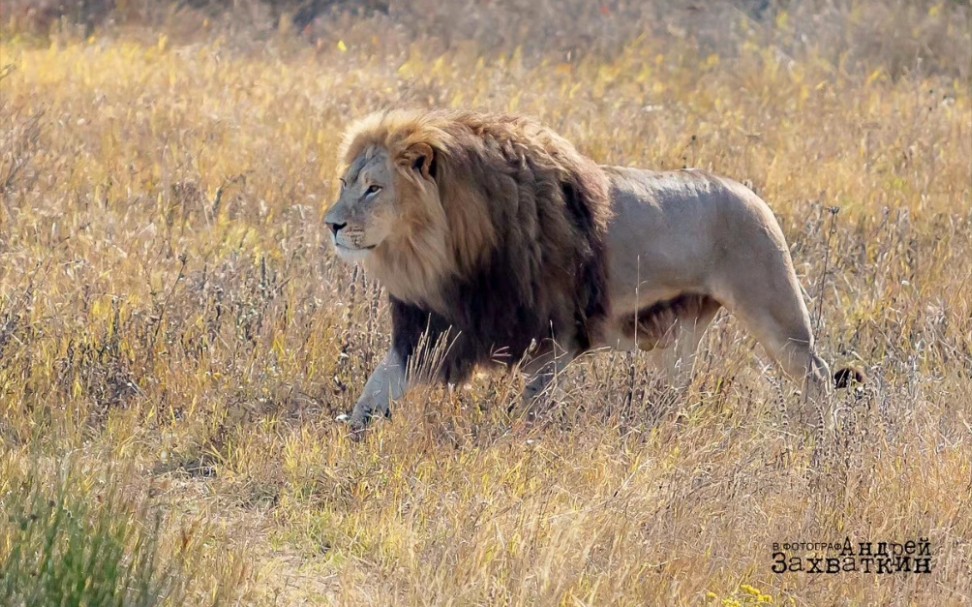 小狮子苏丹长大了!