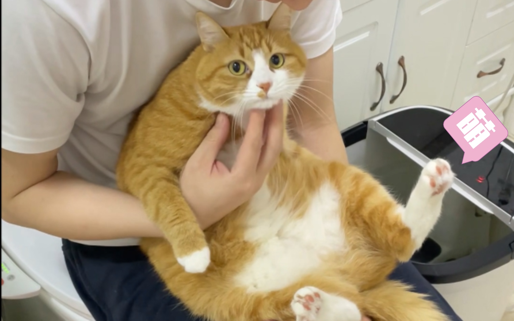 猫咪浴室 play | 556107 )77_哔哩哔哩 (゜-゜)つロ 干杯