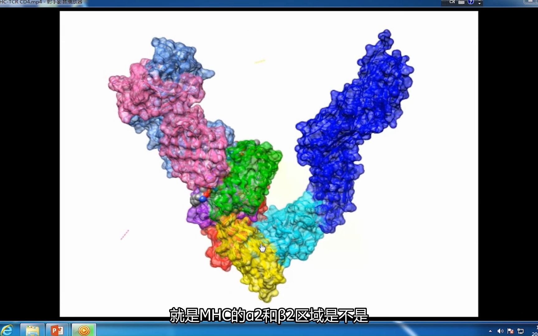 MHCII类分子晶体结构及作用哔哩哔哩bilibili