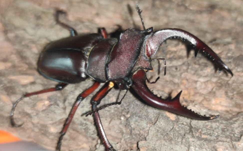 超凶的布氏深山锹甲