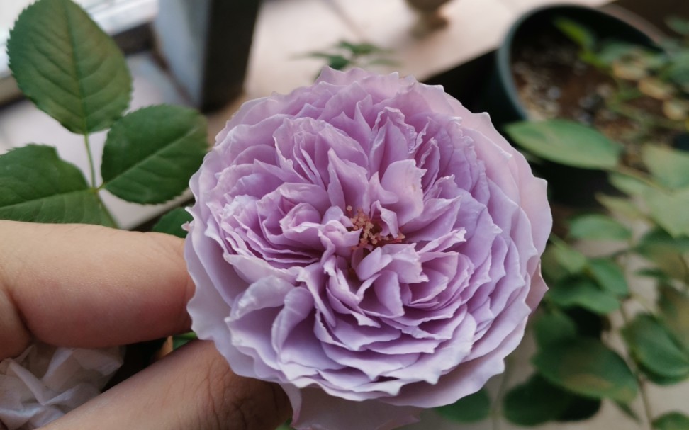 小苗情况下的青金石月季