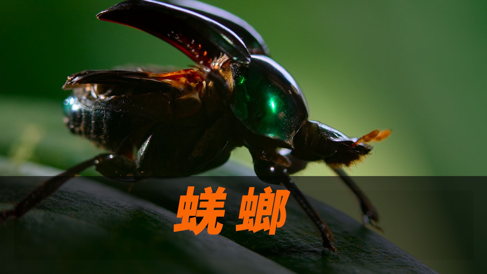 蜣螂,一定是特别的圆粪