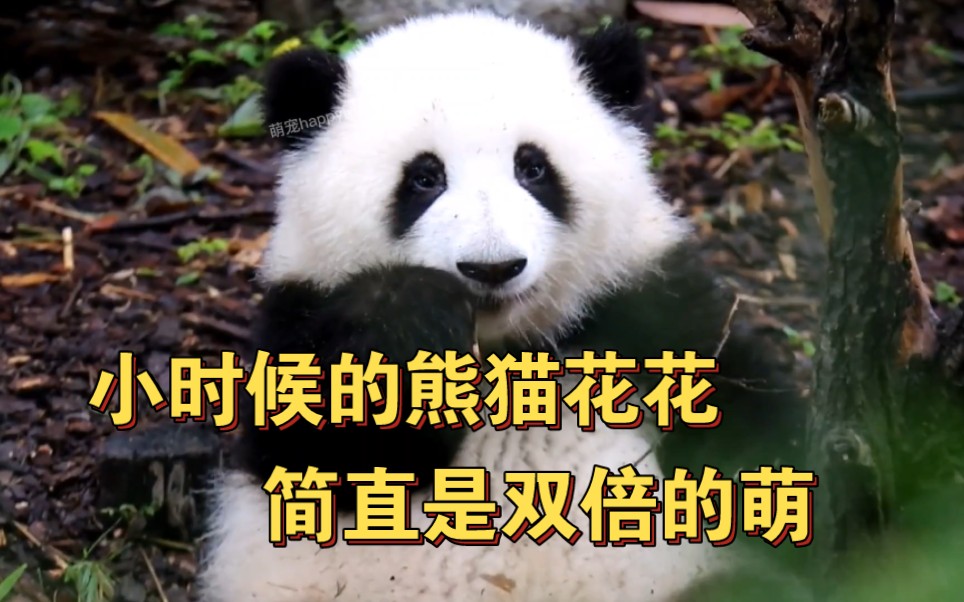 小时候的熊猫花花,一举一动,简直是双倍的萌,太喜欢花花啦