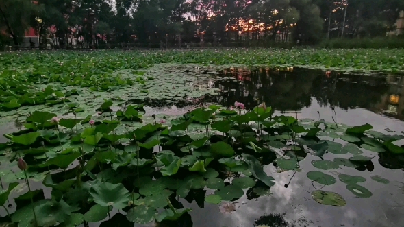 雨后彩虹彩虹的形成—光的折射哔哩哔哩bilibili