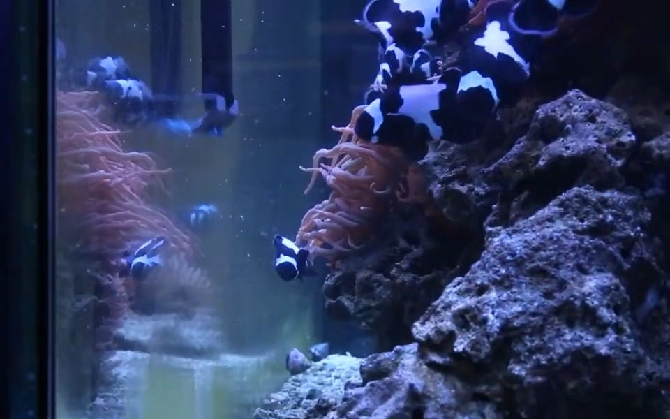 肮脏的盐水水族馆玻璃的十大解决方案.哔哩哔哩bilibili