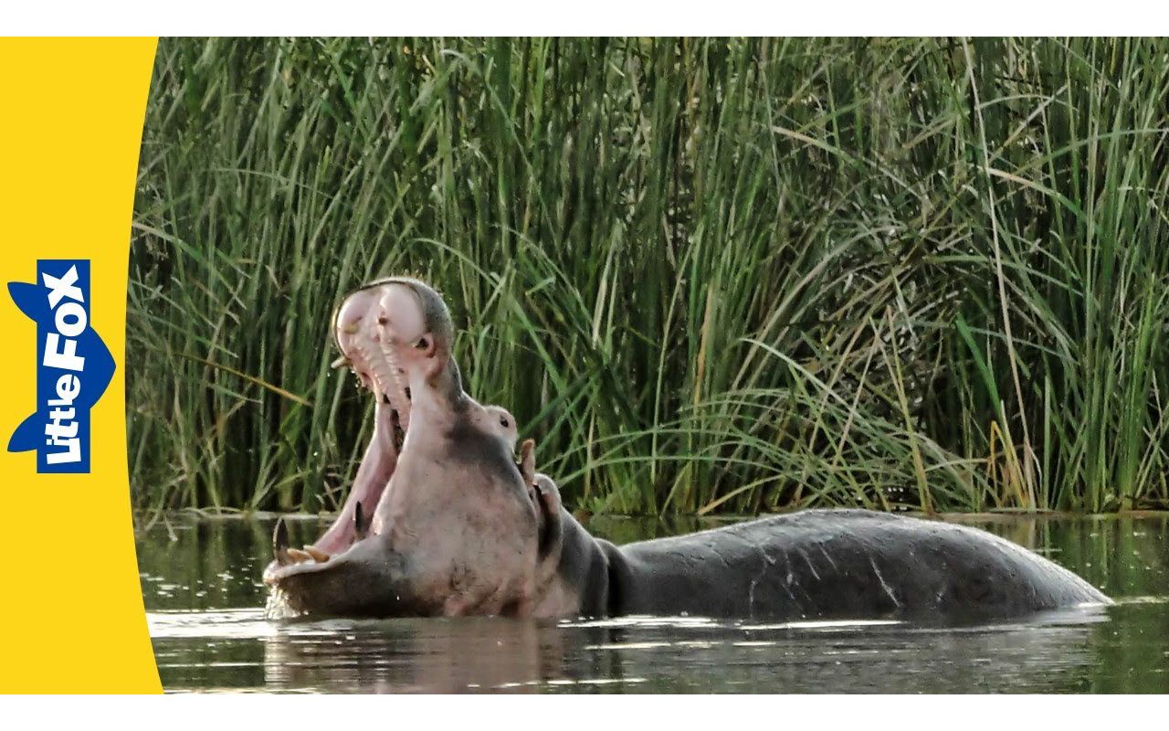 Meet the Animals | Hippopotamus | Big Hippos | Land Mammals | Wildlife Animals哔哩哔哩bilibili