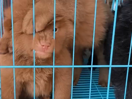 纯种五红犬在线蹲新家啦 品相好价格低