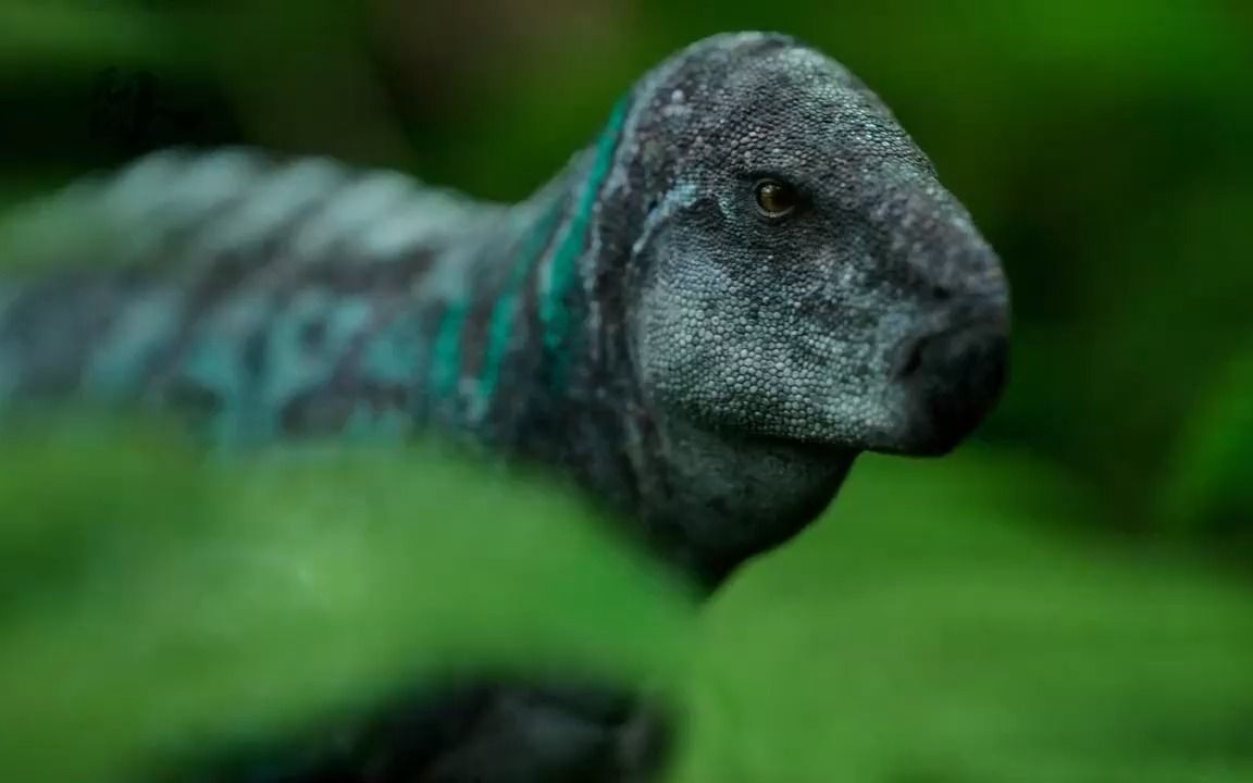 《查摩西斯龙》