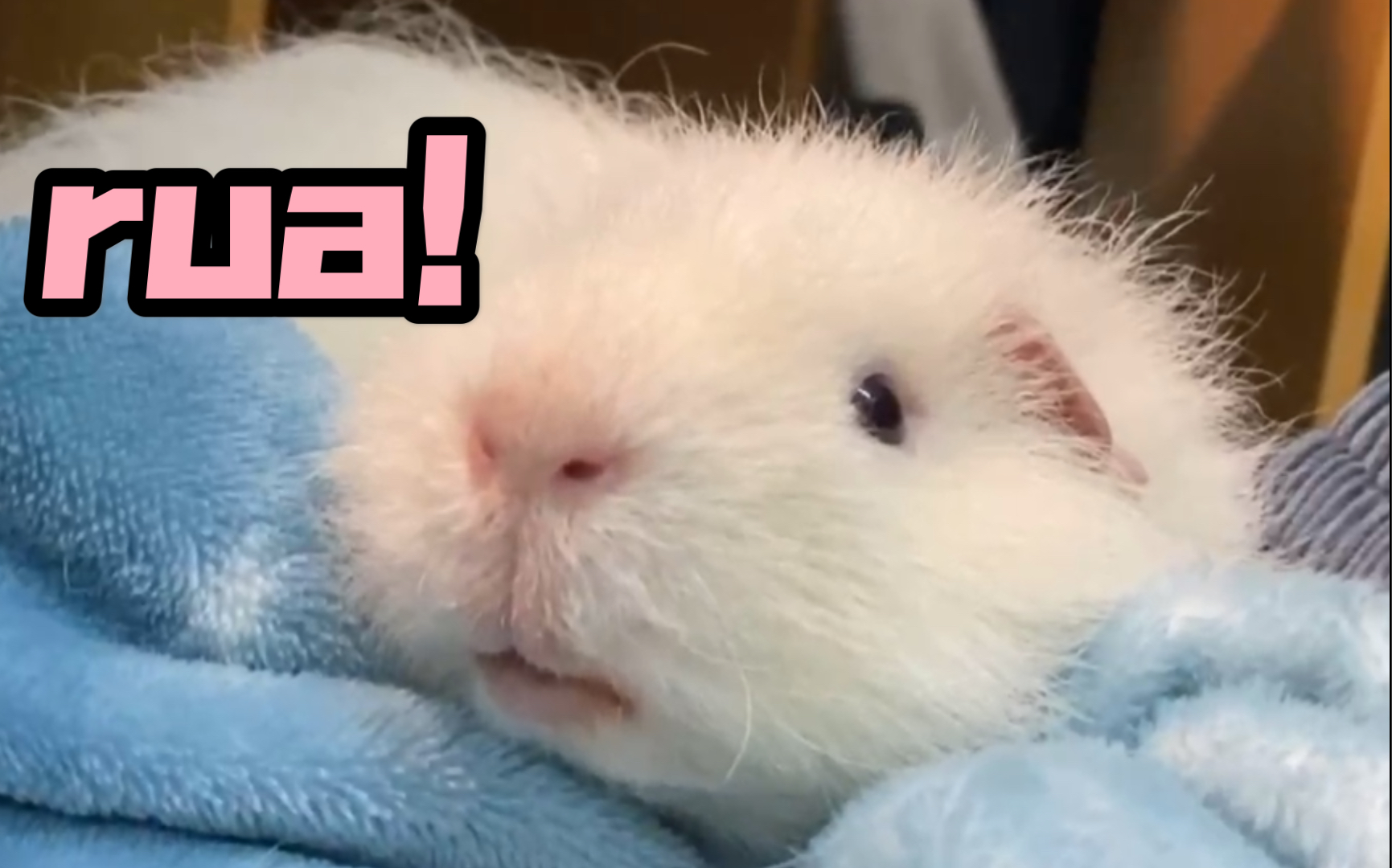 豚鼠这是什么神仙猪猪也太可爱了吧呜呜呜