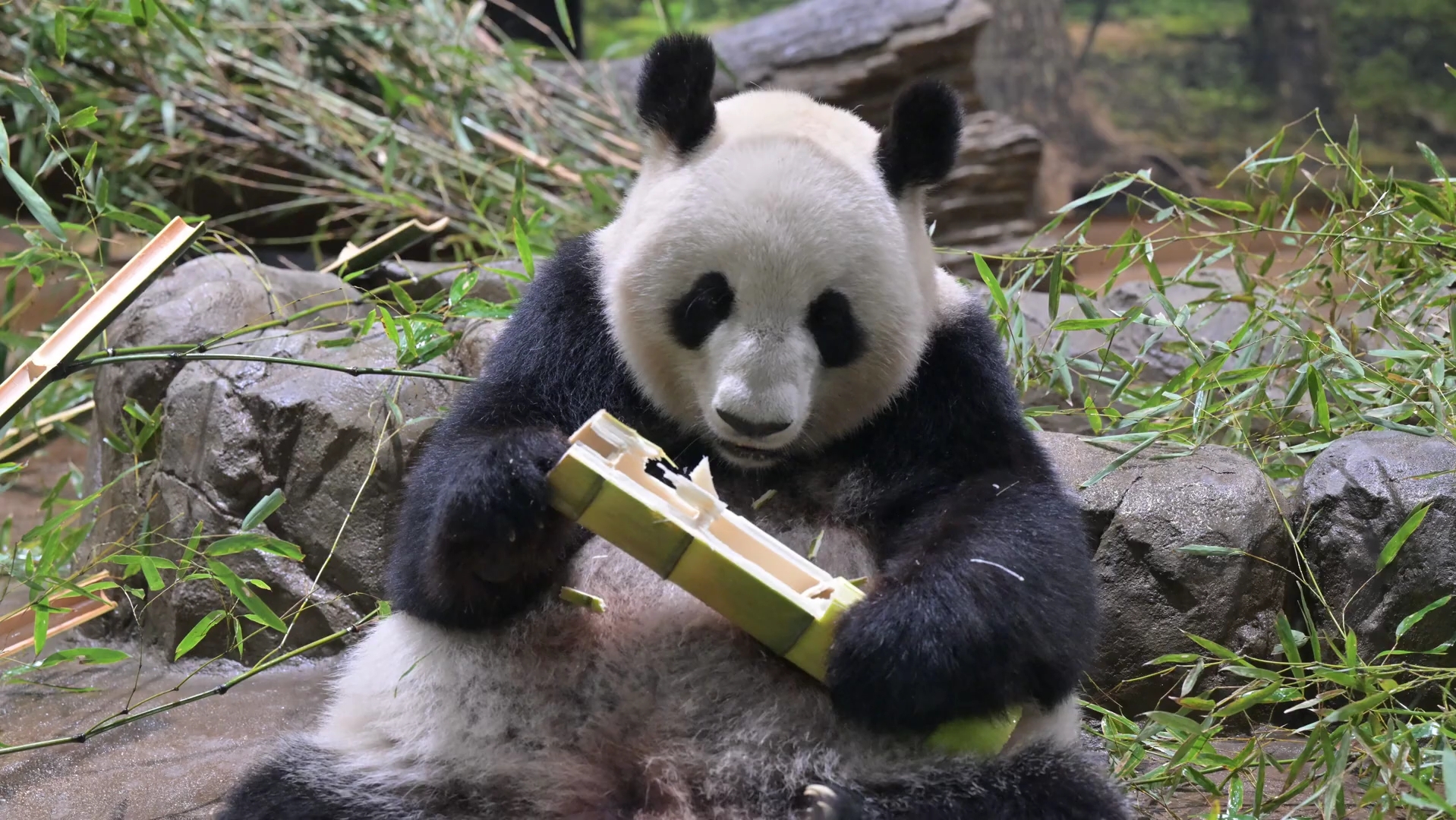 大熊猫真真吃播,好粗的竹子.