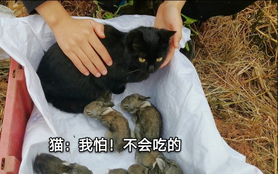 黑猫会把小兔子当成老鼠吗?如果猫吃小家禽,在农村就不能养了哔哩哔哩bilibili