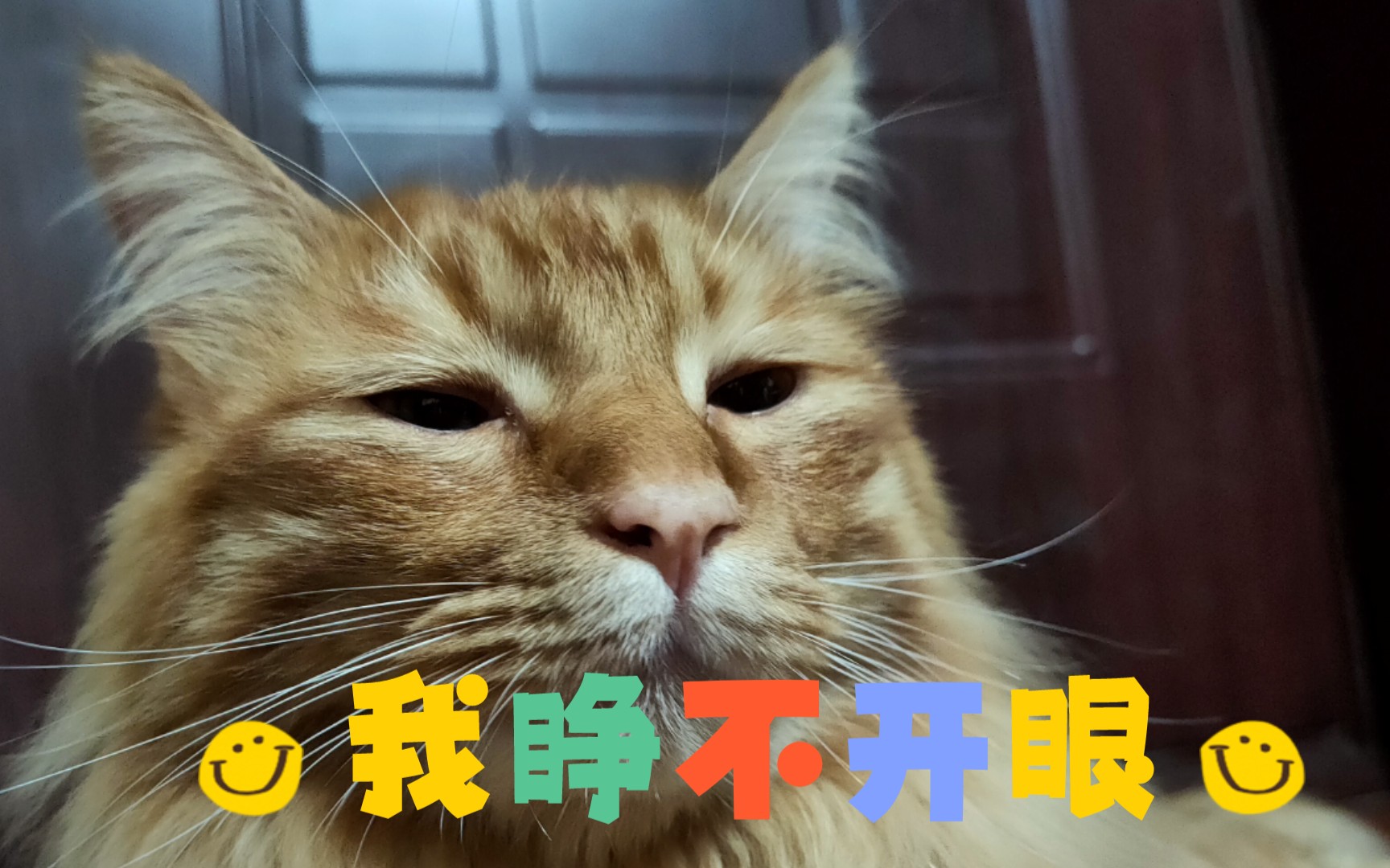 小猫咪睁不开眼?谁惹的祸