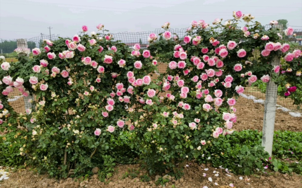 奶了三年的粉龙终成一面花墙