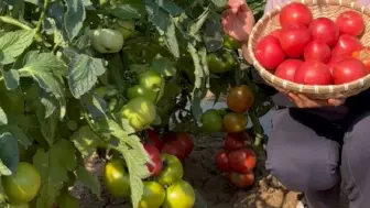 Скачать видео: 别再种普通番茄了，试试这个毛粉吧！