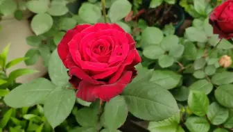 咋就这么美 5dc的玫瑰花园大赏 纯赏花版 夏洛特夫人蓝色风暴黑魔术羽毛真宙红龙藤宝贝亚伯夏日花火 黄金庆典汉密尔顿瑞典女王朱丽叶莫奈诗人妻子微蓝 哔哩哔哩 Bilibili