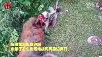 Скачать видео: 猴宝宝搂住妈妈哭喊不肯离去