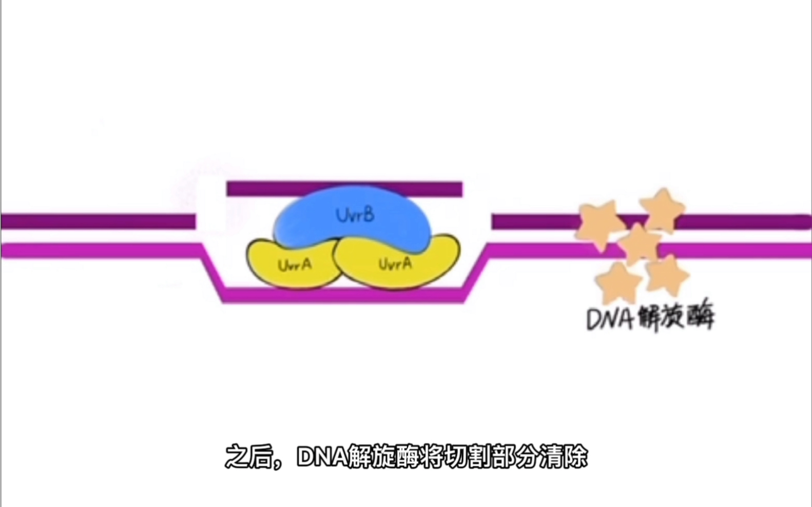 绝大多数生物遗传物质DNA突变修复——核苷酸切除修复哔哩哔哩bilibili