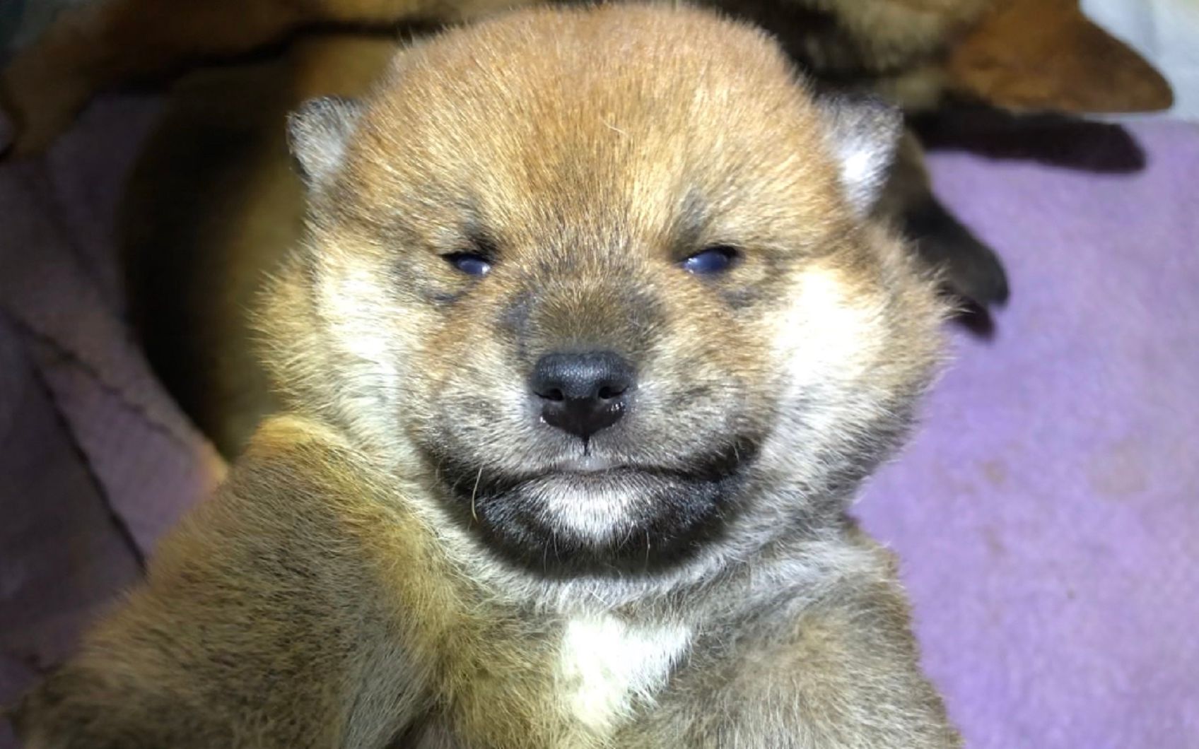 【柴犬】20天大的小奶柴眼睛是蓝色的像小熊,圆圆的脸,毛茸茸的太奶萌