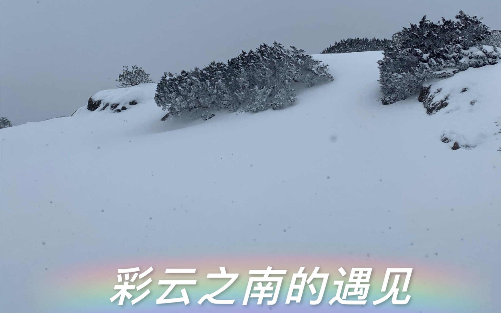 [图]雪山的鸟儿在歌唱