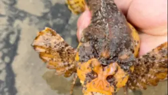 赶海现抓现吃