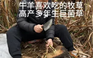 Descargar video: 为什么大规模种植巨菌草好？你们知道答案吗？