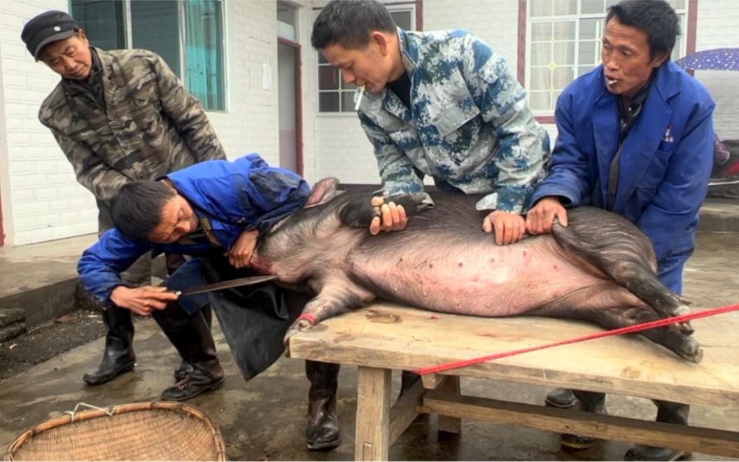 湘北杀猪第一刀 杀年猪最贵的屠夫一刀666元 带大家看看他的刀法