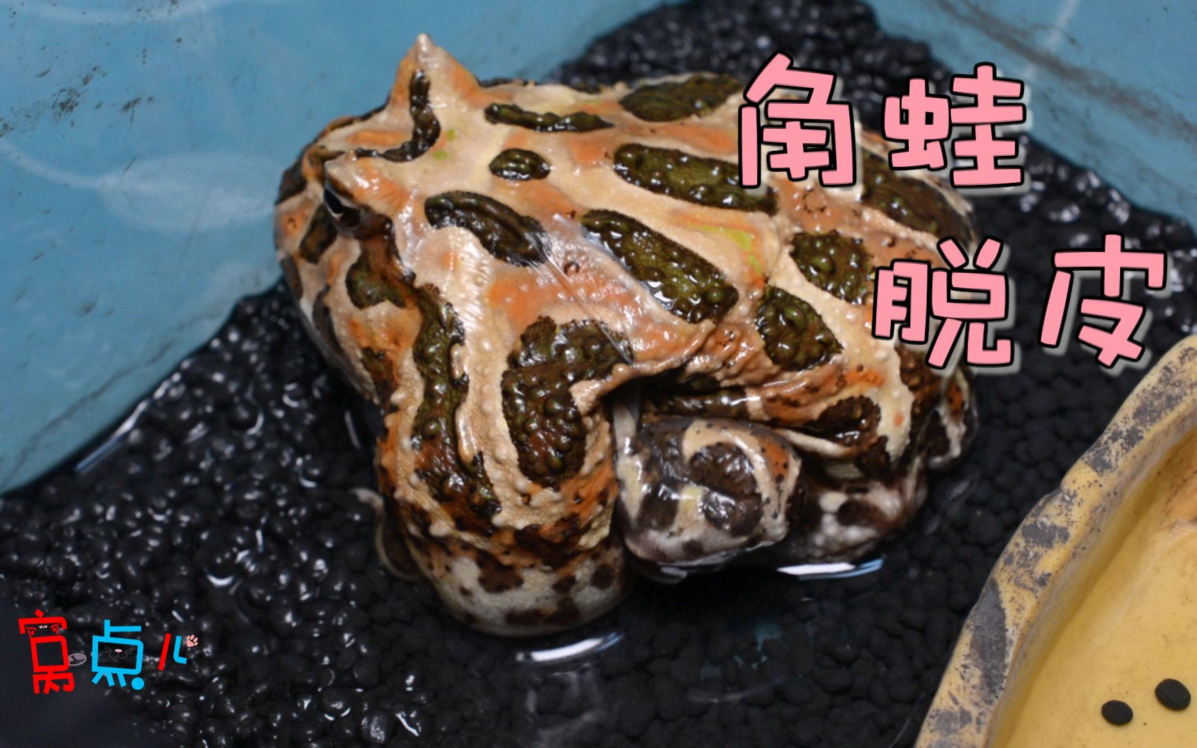 窝点儿——全程记录角蛙豆豆脱皮!_哔哩哔哩_bilibili