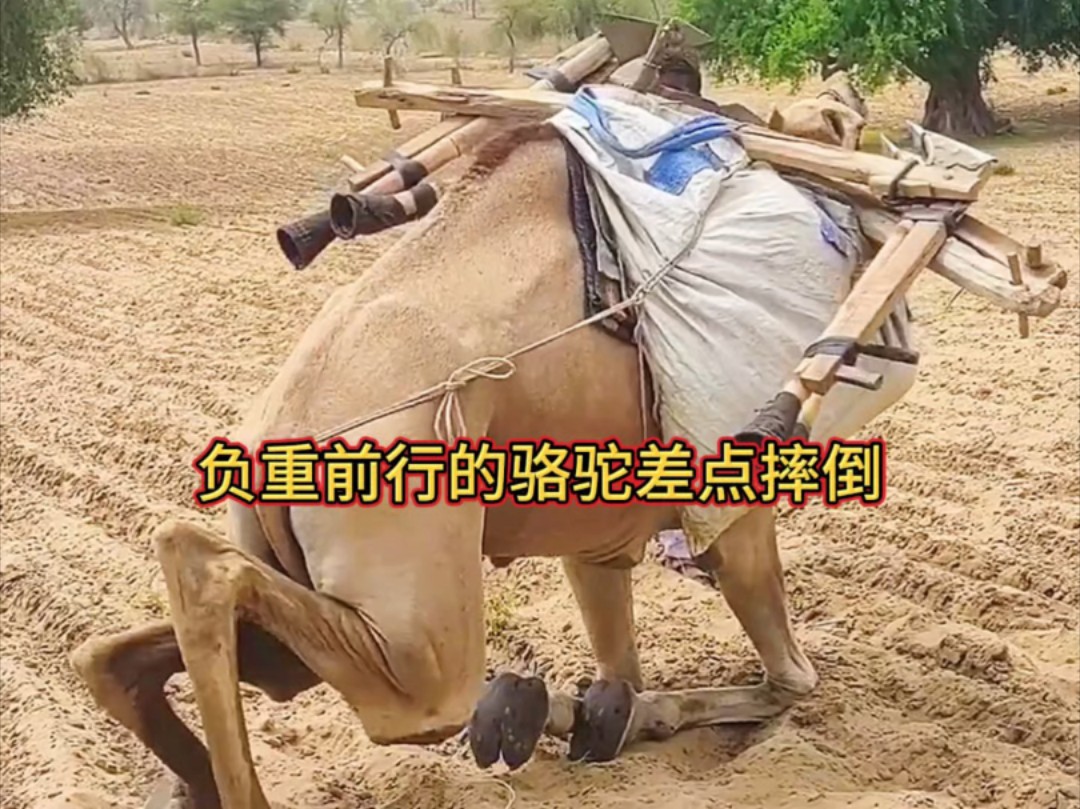 负重前行的骆驼差点摔倒